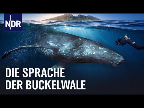 Video Thumbnail: Unter Buckelwalen: Auf den Spuren ihrer Sprache | NDR Doku