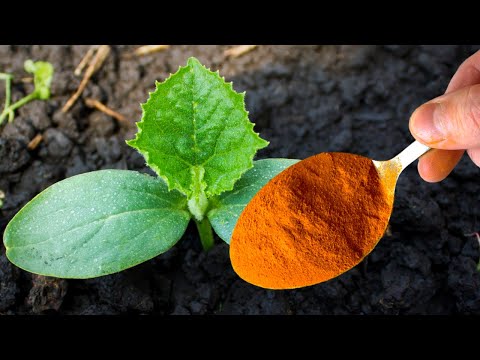 Cucumbers, tomatoes immediately grow, do not get sick and bear fruit abundantly! Is a simple remedy!