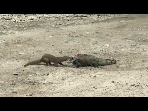 Mongoose vs iguana (part2)
