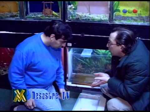 Desastre TV, 03/08 - Videomatch 98