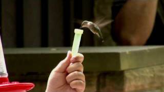 preview picture of video 'Hand-Feeding Humming Birds at Lake Hope'
