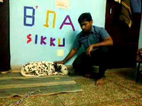 Maxi #subscribetomychannel #youtubeshorts #subscribe #shortsvideo #doglover #petlover #dog #pets