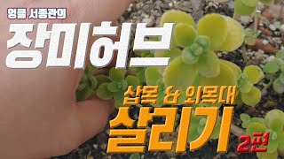 장미허브 살리기 