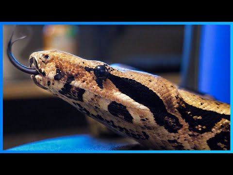 Rosie the Boa Constrictor