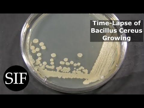 Time Lapse of Bacteria - Bacillus Cereus - Growing in Petri Dish