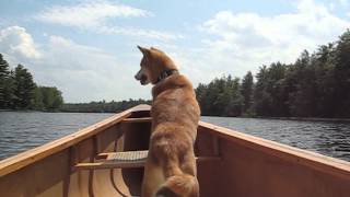 Old Shiba Inu Mika, Maine canoe trip with Herb Alpert & the Tijuana Brass 柴犬