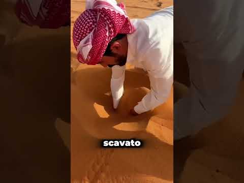 Il pesce del deserto