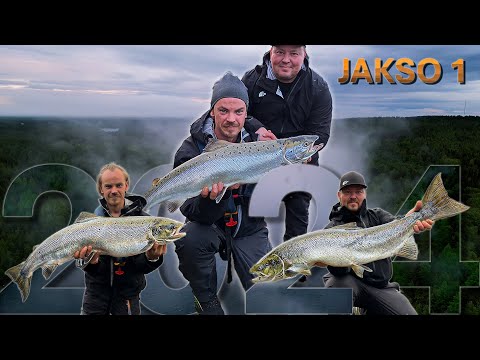 LOHET OVAT SAAPUNEET KENGIKSEEN - Salmon have arrived to Kengis Bruk