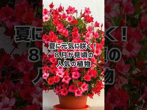 吊り下げられた花と多年草 – 目を引く花のエクステリアのための 10 のアイデア  庭園