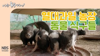 [나는농부다 227회]  열대과일 농장 미니피그·거위 동물 식구들