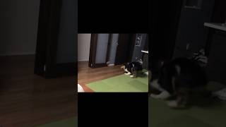 大好物のオヤツにハイテンションになる大型犬　#コリー #名犬ラッシー #大型犬との暮らし #大型犬 #ラフコリー #シェルティ #シェルティのいる生活 