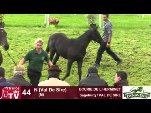 Show AQPS 2015 : lot 36b - N - M15 - Sageburg & VAL DE SIRE