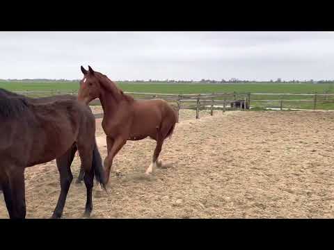 Prettyboy (Fürst jazz x Flemmingh)