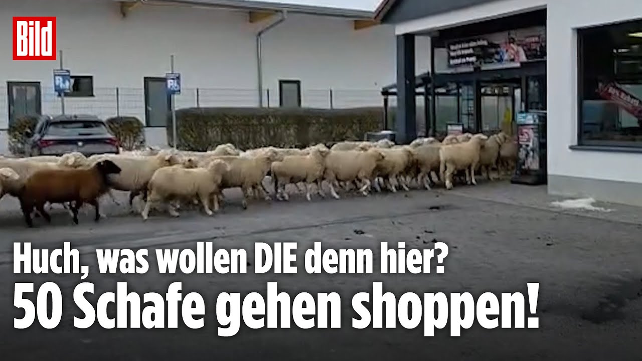 SCHAF-ALARM IM SUPERMARKT: 50 Tiere spazieren durch Penny-Markt in Bayern