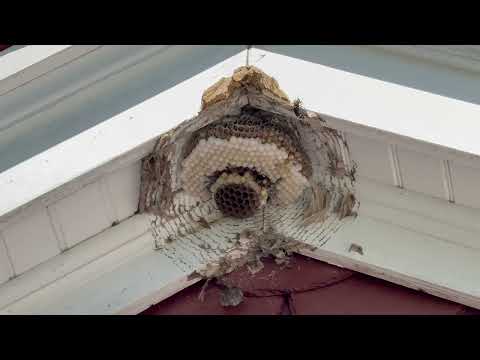 Bald-Faced Hornets Nest at the Peak in Manalapan, NJ