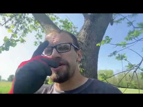 Use your Chickens 🐓 to clear land!