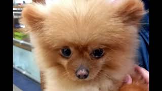 Download lagu Magiranger OP Karaoke mp3 Download lagu Magiranger OP Karaoke mp3