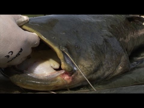 download lagu mp3 mp4 Catfish Lakes France, download lagu Catfish Lakes France gratis, unduh video klip Catfish Lakes France