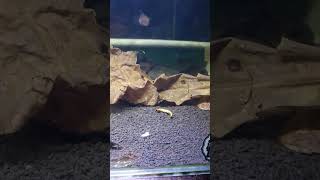 Download lagu Masa Pertumbuhan Ikan Channa Maru Red Barito Super Pedas diberikan Ulat Hongkong#Shorts#channamaru mp3