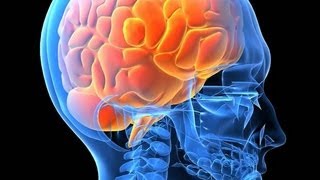 Sistema Endocrino (Grado Octavo)