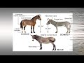STOP Believing These Horse And Donkey Myths