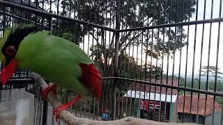 Download lagu Suara panggilan ekek keling/ekek geling sumatra mp3 Download lagu Suara panggilan ekek keling/ekek geling sumatra mp3