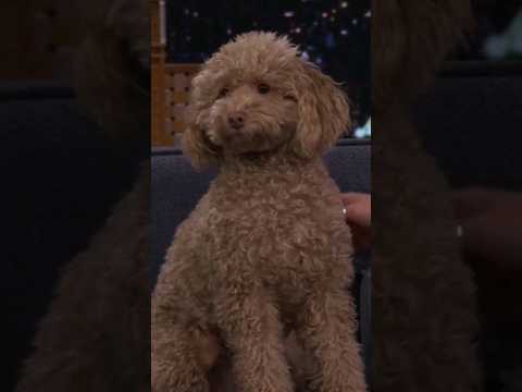 Millie Bobby Brown's doggie🥺 #shorts #dog #animals #milliebobbybrown #jimmyfallon