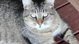 Cats Are Liquid: ALitS (World 4)