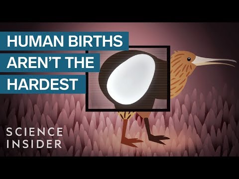 The Most Extreme Births in the Animal Kingdom