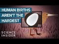 The Most Extreme Births In The Animal Kingdom