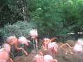 Flamingo Fight At Fort Worth Zoo