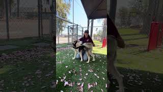 Video preview image #1 Siberian Husky Puppy For Sale in Pasadena, CA, USA