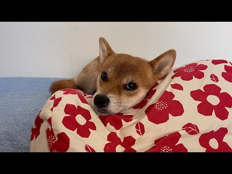 今夜は柴犬小夏のKonachannel がライブ配信中！