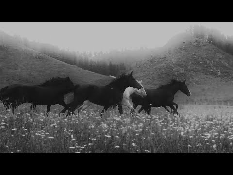 OQJAV - Казачья (Official Video)
