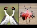 25 Birds With The Best Mating Dances In The World
