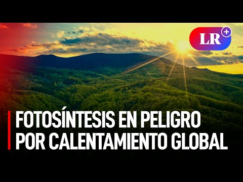 El CALENTAMIENTO GLOBAL ha comenzado a FRENAR la FOTOSÍNTESIS en los BOSQUES TROPICALES de la TIERRA