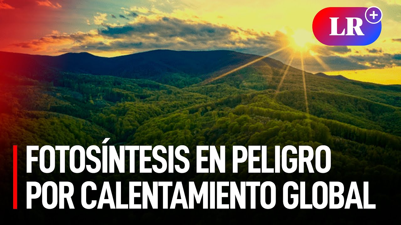 El CALENTAMIENTO GLOBAL ha comenzado a FRENAR la FOTOSÍNTESIS en los BOSQUES TROPICALES de la TIERRA