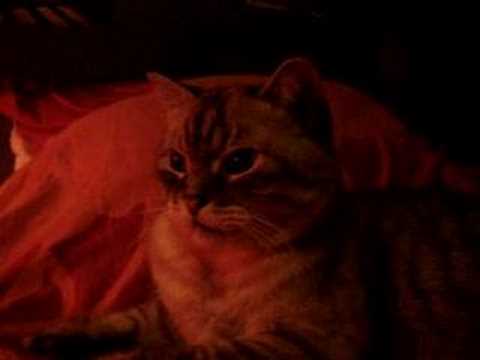pourquoi dit on j'ai un chat dans la gorge