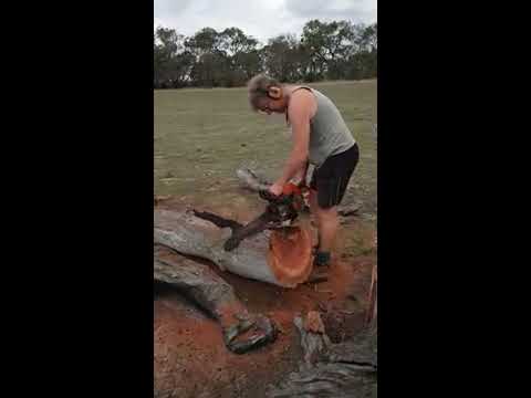 Australian Red Gum Gallery