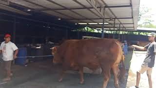 Download lagu monster Blitar 2021 mp3 Download lagu monster Blitar 2021 mp3