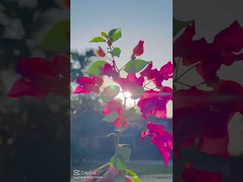 #love Pretty Flowers 🌼💕 #fahmida #minivlog #new#