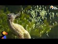 Seahorse Dads Give Birth To Thousands Of Babies The Dodo