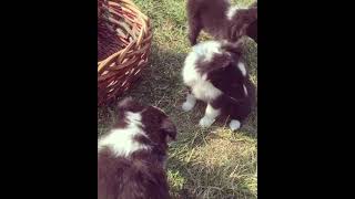 Shetland Sheepdog Puppies Videos