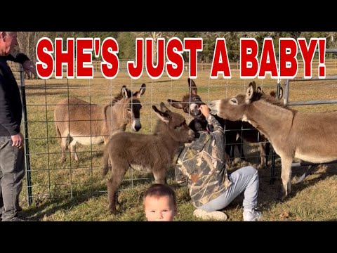 A BRAND NEW BABY Donkey