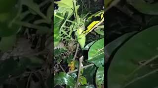 Download lagu Gak disangka tenyata suara  Hutan ini Binatang nya. #short #fyp #suarahutan #belalang #fyptiktok mp3