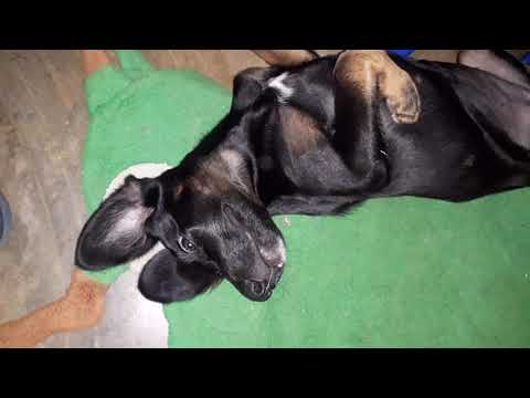 Nazira Esta Súper Perezosa/ Solo Quiere Dormir🦴🐕😂