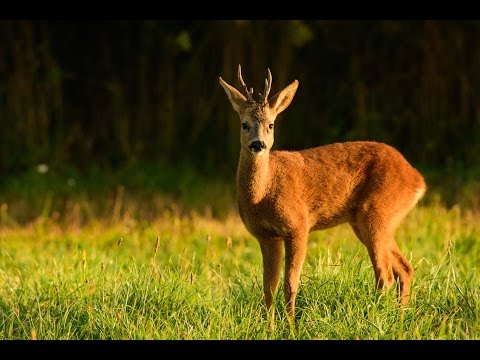 download lagu mp3 mp4 A La Lumire Du Petit Matin, download lagu A La Lumire Du Petit Matin gratis, unduh video klip A La Lumire Du Petit Matin