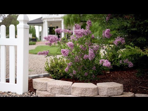 download lagu mp3 mp4 Bloomerang Plant, download lagu Bloomerang Plant gratis, unduh video klip Bloomerang Plant