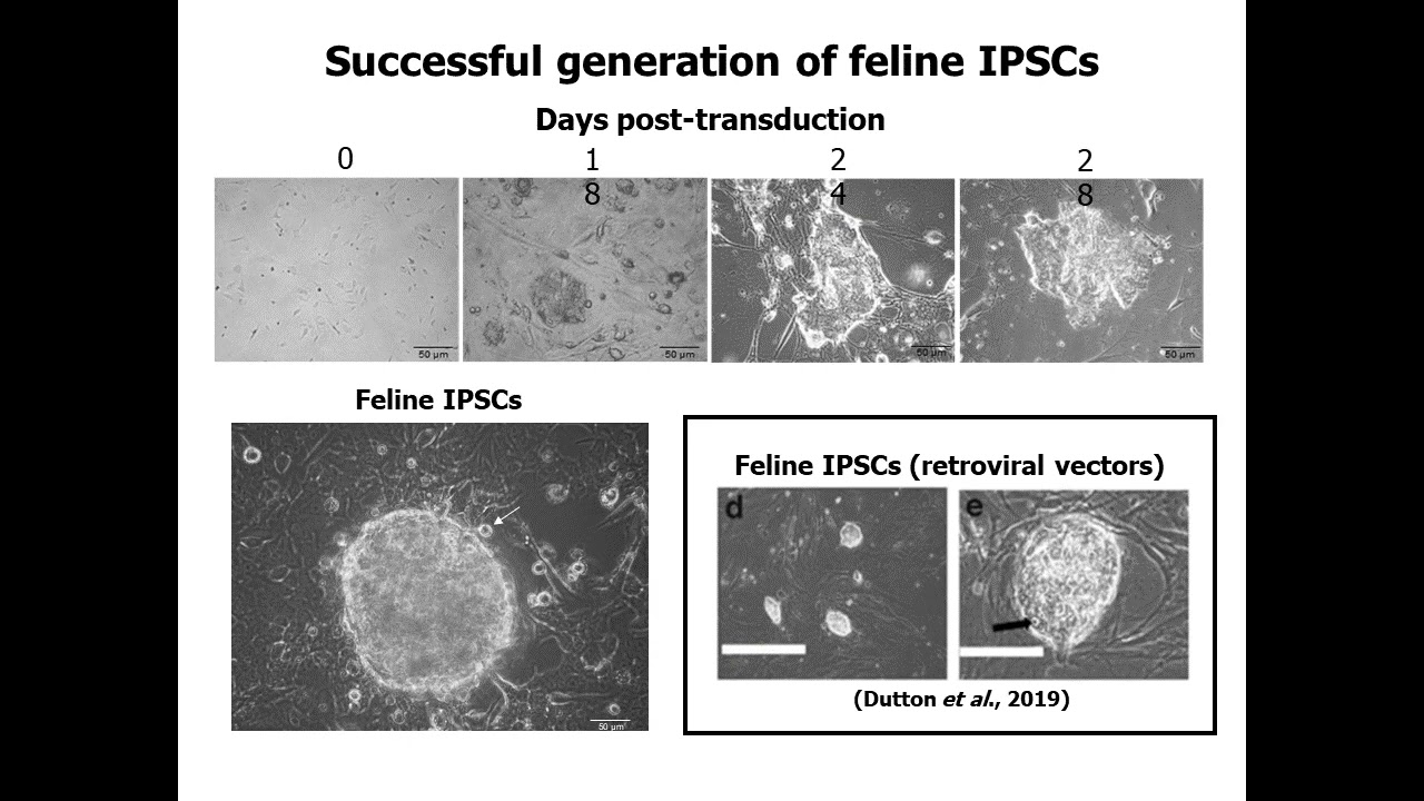 Generation of Footprint Free Induced Pluripotent Stem Cells from Domestic Cats Using Sendai Virus
