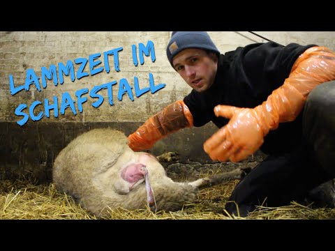 , title : 'Lammzeit im Schafstall | Eine Geburt beim Schaf | DEICHVLOG #15'